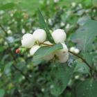 گل مروارید سفید 8