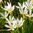 گیاه چاینیز سفید 11