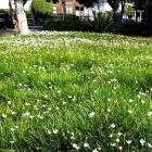 گیاه چاینیز سفید 13