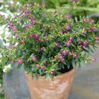 گل کوفیا ( مرجان ) 9