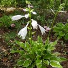 گیاه هوستا 6