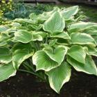 گیاه هوستا 12