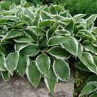 گیاه هوستا 13