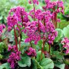 گیاه پوششی برجینا 3