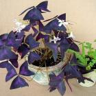 اگزالیس ( گل عشق ) 2