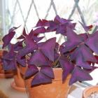 اگزالیس ( گل عشق ) 13