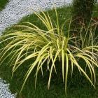 چمن آکروس 10