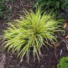 چمن آکروس 13