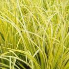 چمن آکروس 17