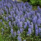 گیاه آجوکا 5