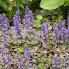 گیاه آجوکا 13