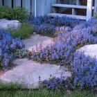 گیاه آجوکا 14