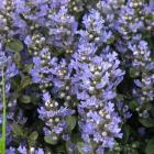 گیاه آجوکا 18