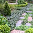 گیاه آجوکا 19