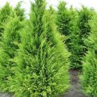 کاج لاوسون ( طلایی ) 11