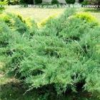 کاج جونی پروس ( رونده سبز ) 5