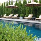 کاج تویا امریکایی 11