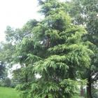 کاج سدروس دئودورا 7