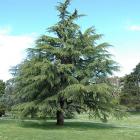 کاج سدروس دئودورا 12