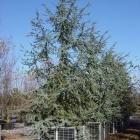 کاج سدروس آتلانتیک 6