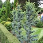 کاج سدروس آتلانتیک 7