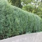 سرو نقره ای 5