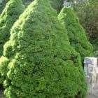 کاج کونیکا ( کله قندی ) 1