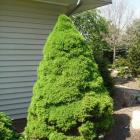 کاج کونیکا ( کله قندی ) 11