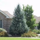 کاج نویل آبی 1