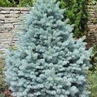 کاج نویل آبی 4