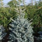 کاج نویل آبی 14