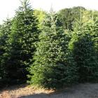 کاج آبیس ( نراد ) قفقازی 1