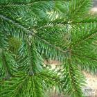 کاج آبیس ( نراد ) قفقازی 3