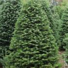 کاج آبیس ( نراد ) قفقازی 5