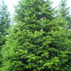 کاج آبیس ( نراد ) قفقازی 6