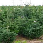 کاج آبیس ( نراد ) قفقازی 7