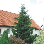 کاج آبیس ( نراد ) قفقازی 8