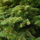 کاج آبیس ( نراد ) قفقازی 11