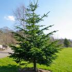 کاج آبیس ( نراد ) قفقازی 14