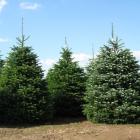 کاج آبیس ( نراد ) قفقازی 17