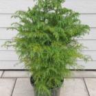 کاج کریپتوماریا 8