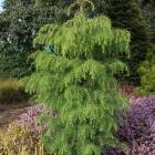 کاج کریپتوماریا 9