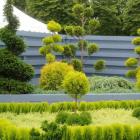 کاج ژانویه ( ژنویه ) 8