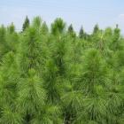 کاج کاشفی 10