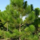 کاج کاشفی 11