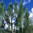 کاج کاشفی 13