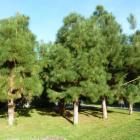 کاج کاشفی 14