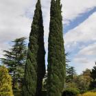 سرو شیراز 16