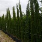 سرو شیراز 19