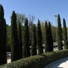 سرو شیراز 21